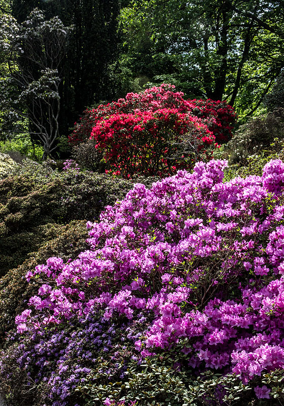 Göteborgs botaniska trädgård