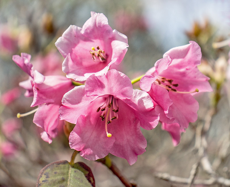 Göteborgs botaniska trädgård