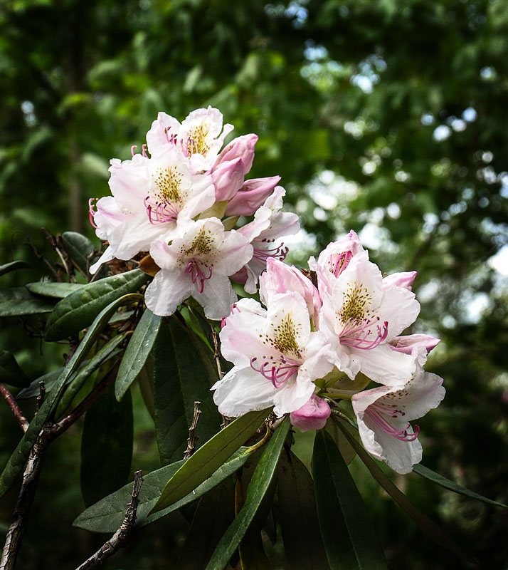 Göteborgs botaniska trädgård