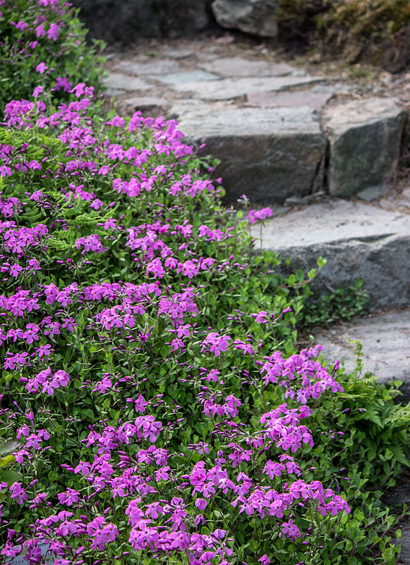 Göteborgs botaniska trädgård