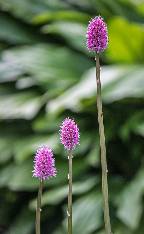 Göteborgs botaniska trädgård