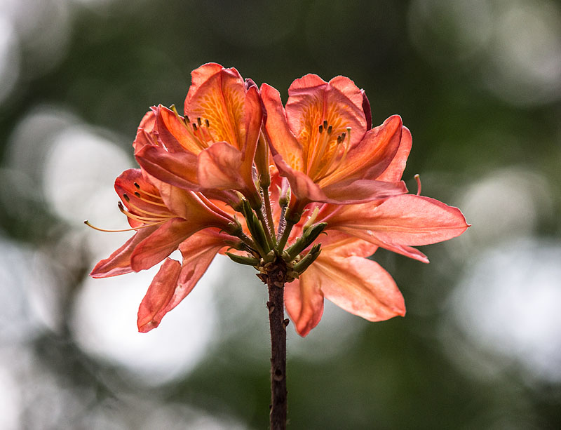 Göteborgs botaniska trädgård