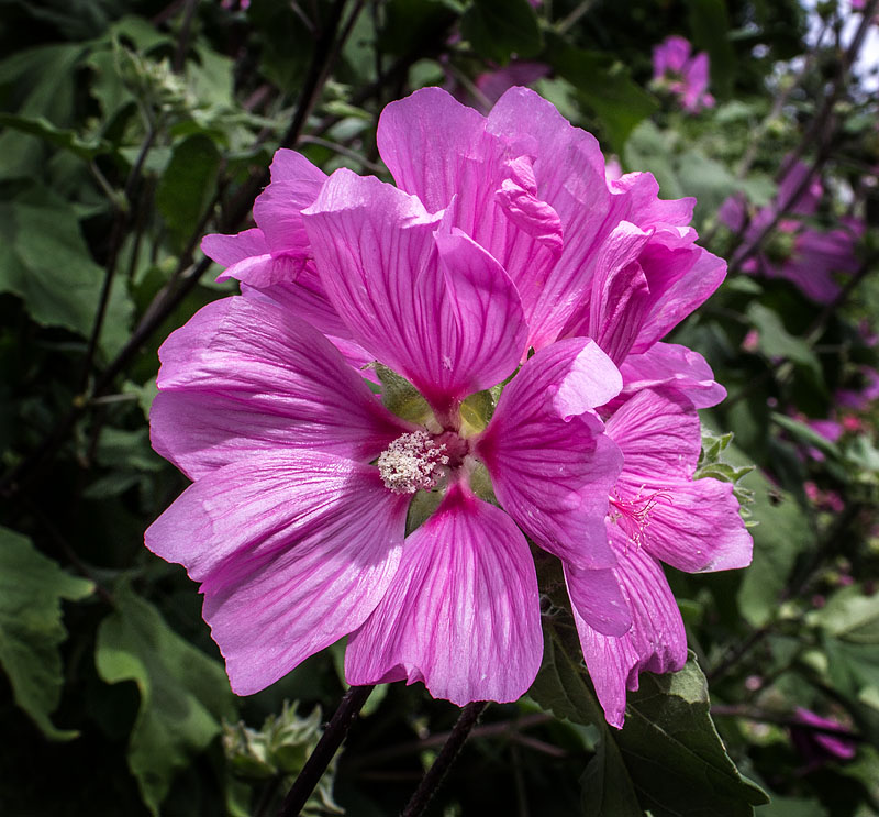 Rosenlunds herrgård och rosarium