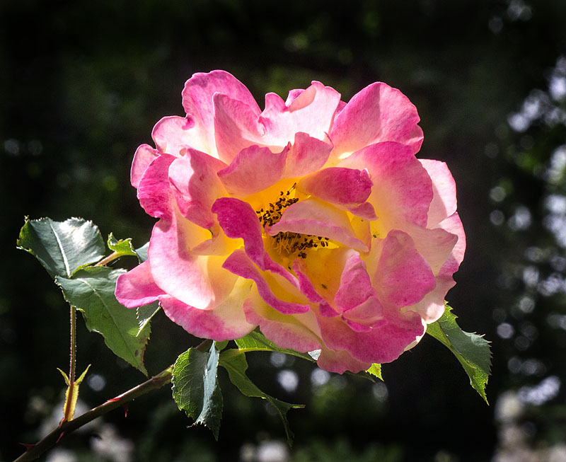 Rosenlunds herrgård och rosarium