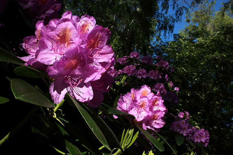 Rhododendronparken maj 2019