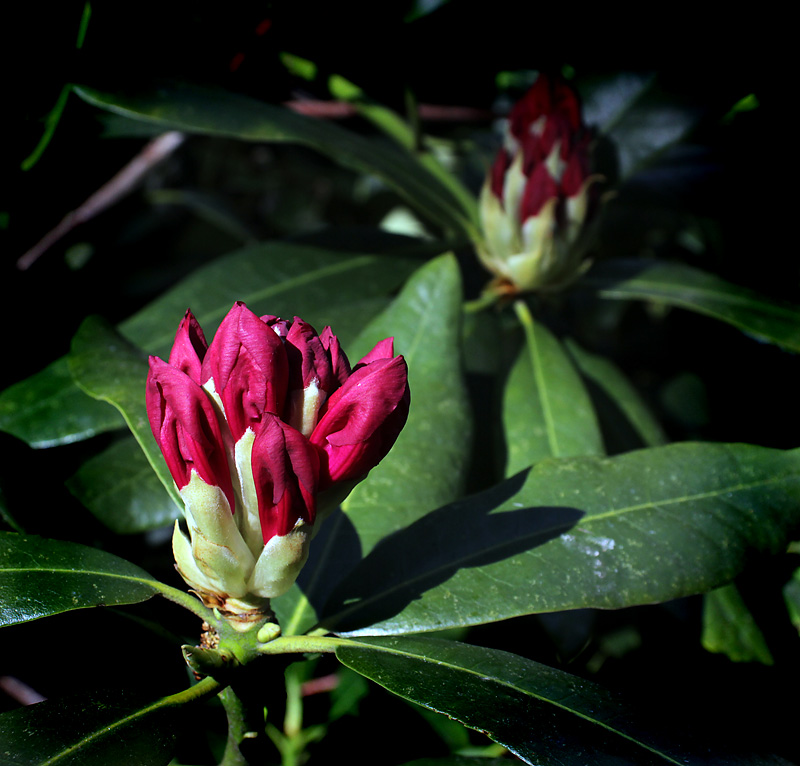 Rhododendronparken