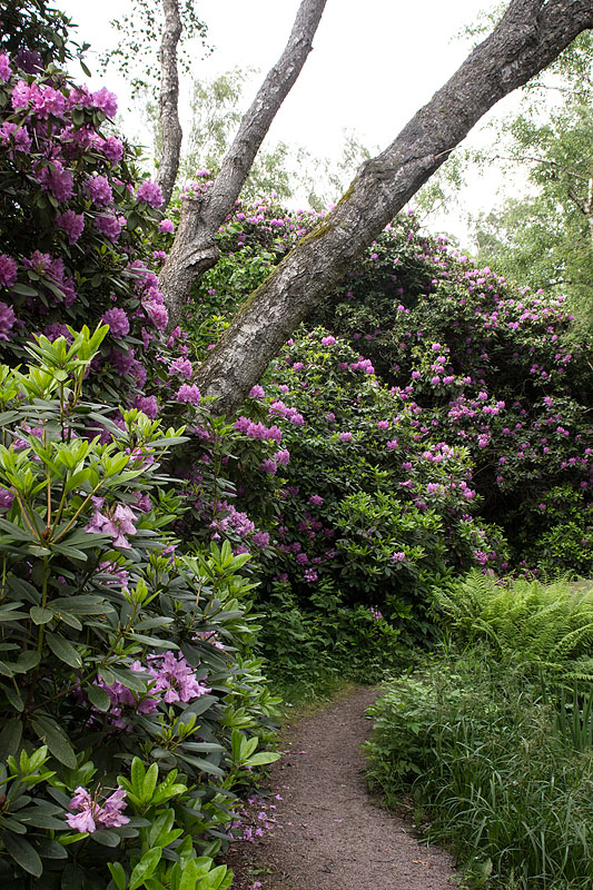 Rhododendronparken