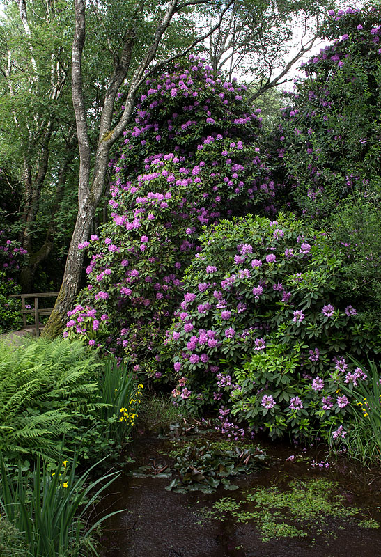 Rhododendronparken