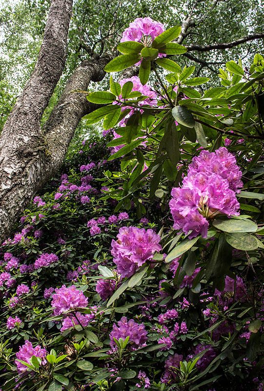 Rhododendronparken