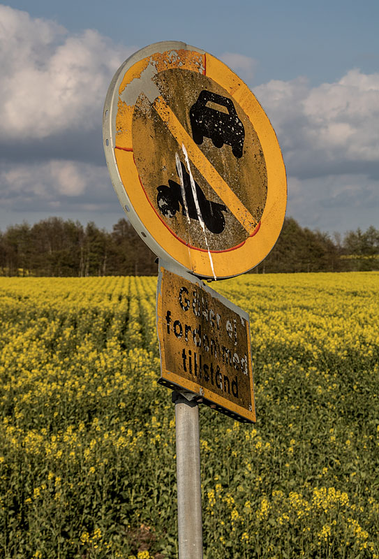 Rapsfält