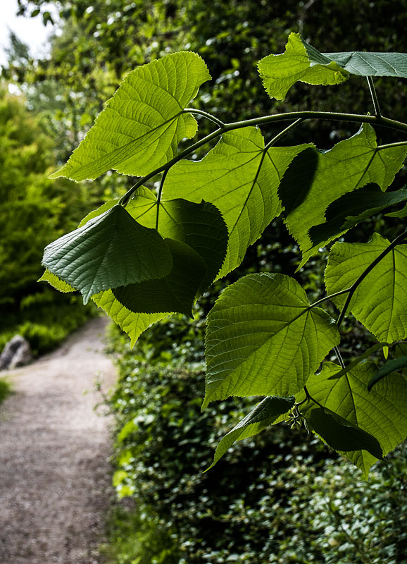 Rhododendronparken