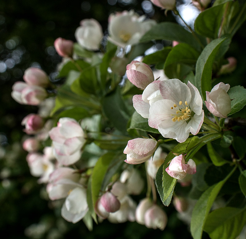 Rhododendronparken