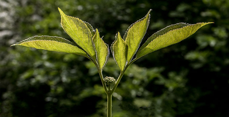Rhododendronparken