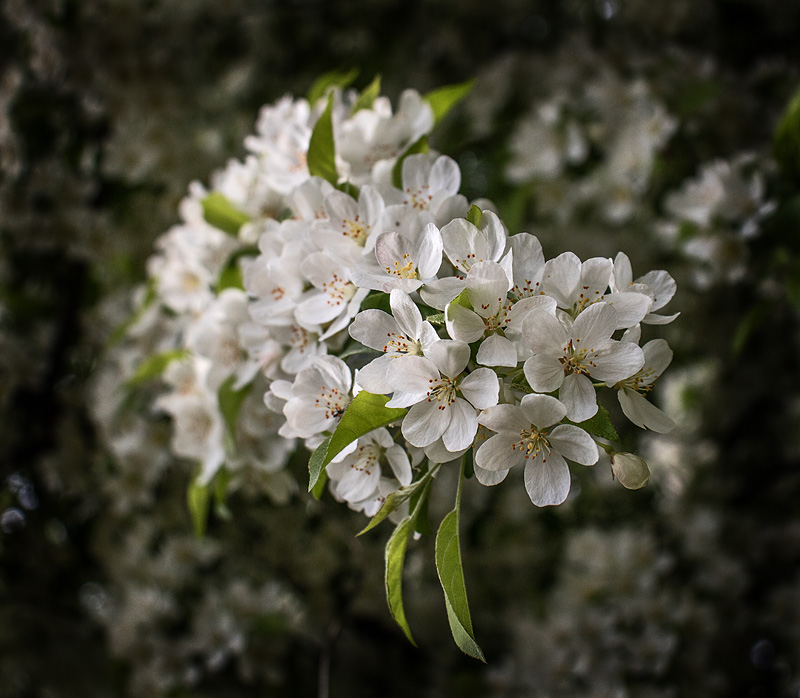 Rhododendronparken