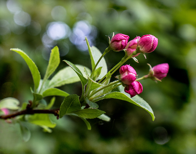 Rhododendronparken