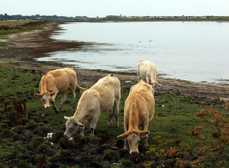 Skanör